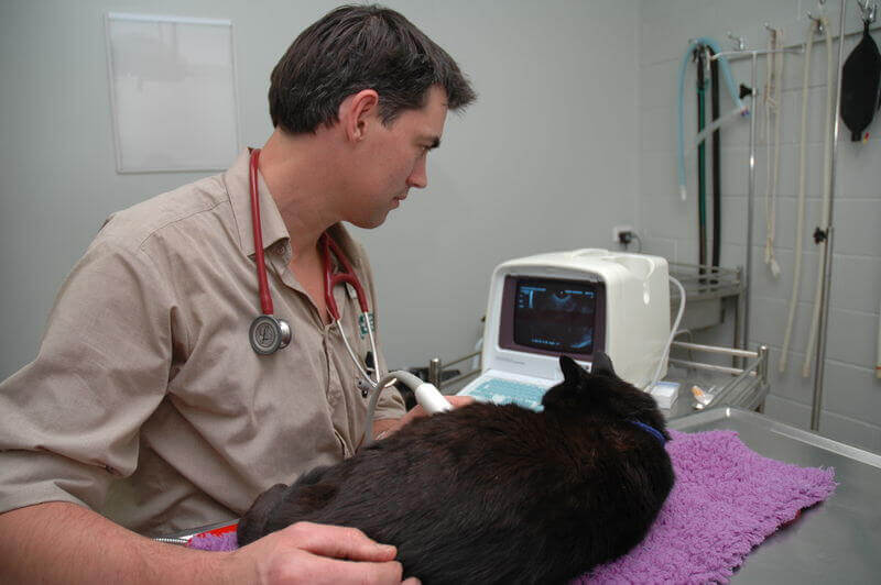 Xray and Ultrasound Eureka Veterinary Hospital Mt Clear Vet Clinic