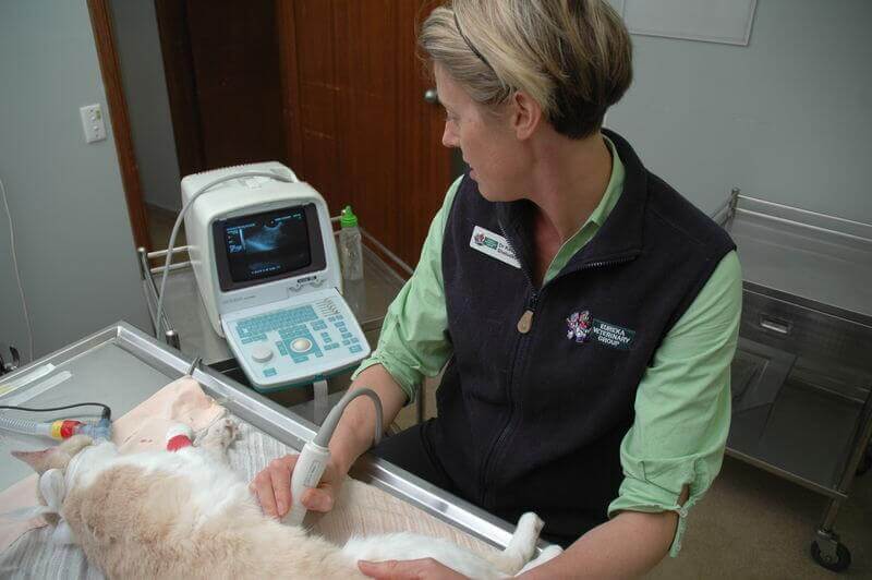 Xray and Ultrasound Eureka Veterinary Hospital Mt Clear Vet Clinic