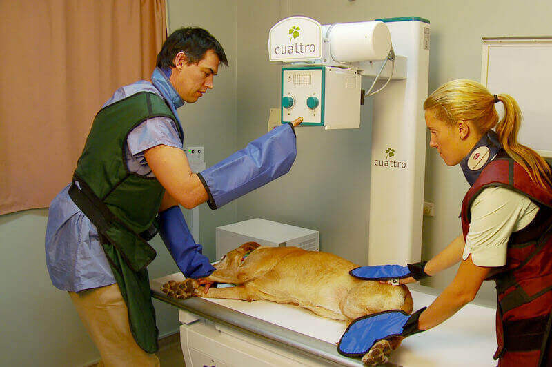Xray and Ultrasound Eureka Veterinary Hospital Mt Clear Vet Clinic