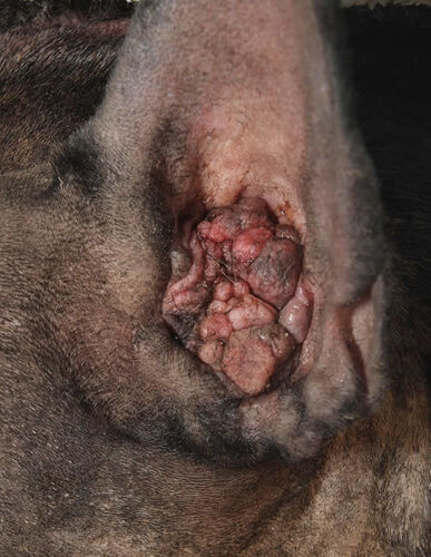 Chronic disease in a dog ear
