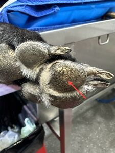 Greyhound corn
