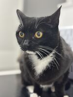 Nala