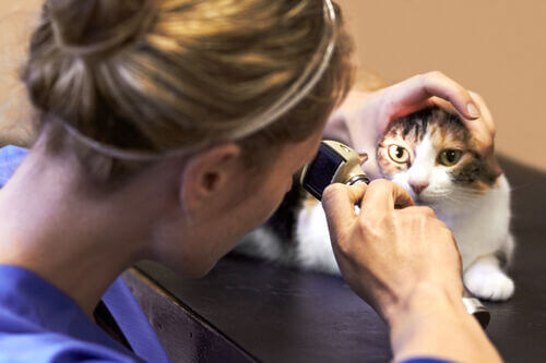 Demand For Vet Services - Eureka Veterinary Hospital Ballarat