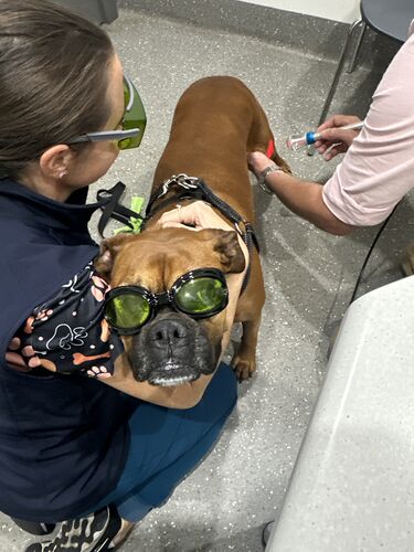 Laser Therapy