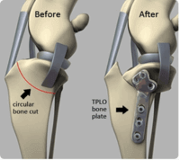 TPLO Cruciate - Eureka Veterinary Hospital Ballarat