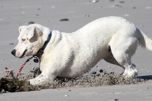 Cruciate Surgical Service - Eureka Veterinary Hospital Ballarat