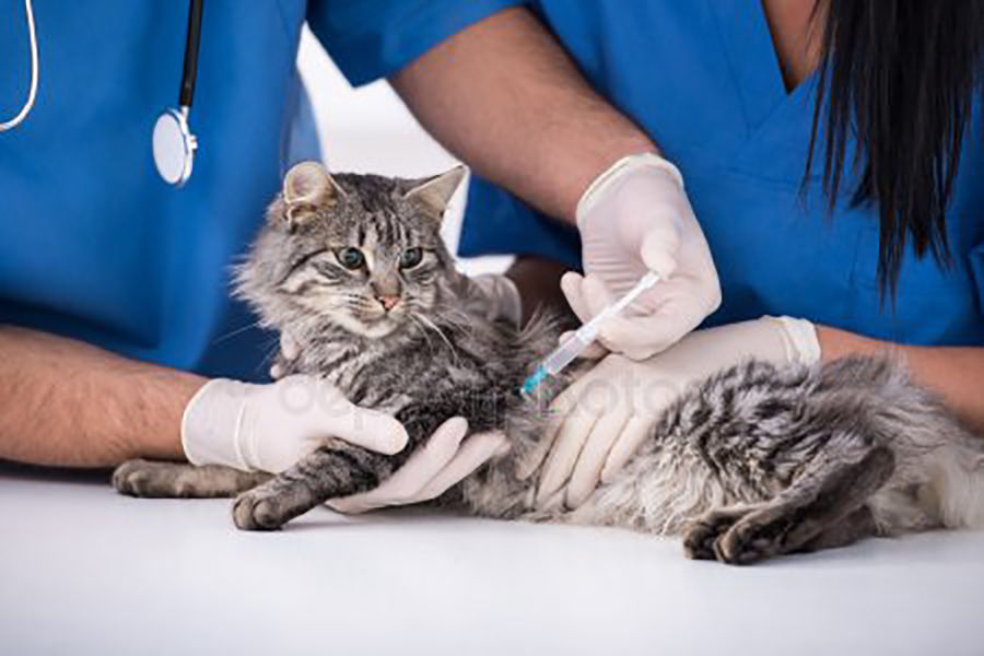 Vaccinations for your Cat