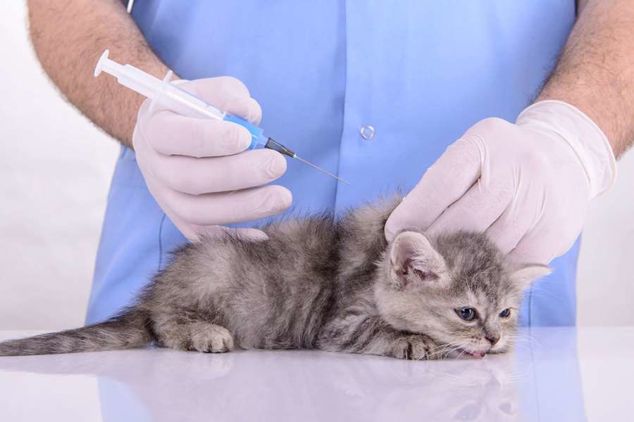 Vaccinations for your Kitten