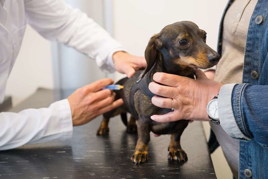 Vaccinations for your Dog