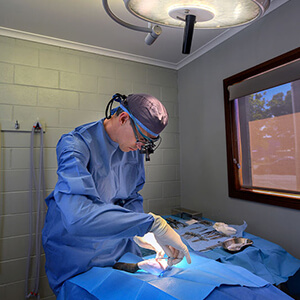 Cruciate Surgery - Eureka Veterinary Hospital