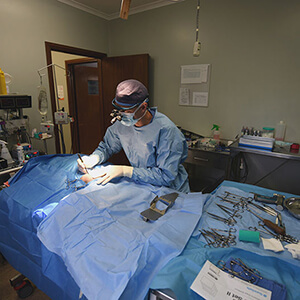 Cruciate Surgery - Eureka Veterinary Hospital