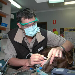 Dentistry - Eureka Veterinary Hospital